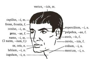 un'immagine da Orbis Latinus Pictus